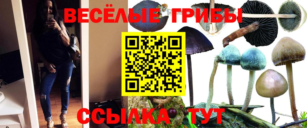 Галлюциногенные грибы Psilocybine cubensis Каспийск
